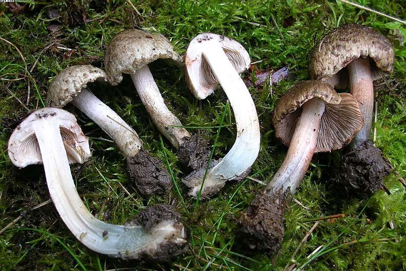 Inocybe haemacta (    Berk. & Cooke)    Sacc.